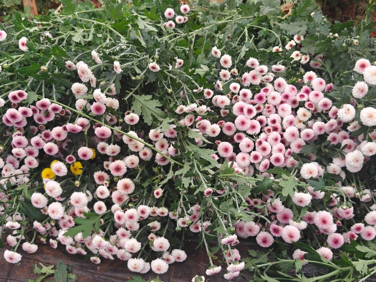 Freshly cut pink chrysanthemum stems
